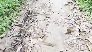 Masturbate using banana in the forest