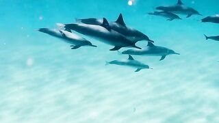 Stepdolphins swimming