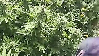 HoneyBunnz sucks dick in weed farm