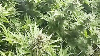 HoneyBunnz sucks dick in weed farm